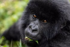 a close up of a monkey eating grass