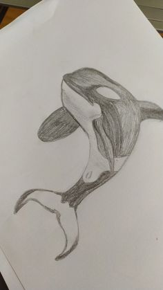 a pencil drawing of a whale with its mouth open