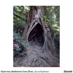 a large tree with roots growing out of it's trunk in the middle of a forest