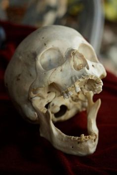 a human skull is shown on a red cloth