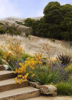 the steps lead up to some flowers and trees