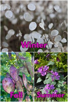 four different types of flowers with the words winter and fall