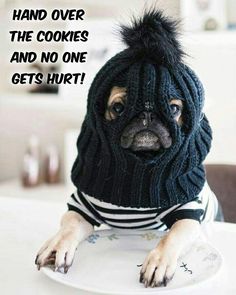 a dog wearing a knitted hat and scarf with the caption, and no one gets hurt