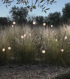 some very pretty lights in the middle of some tall grass and bushes with trees in the background