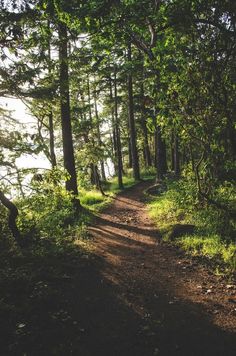 a dirt path in the woods with trees on both sides and water at the end