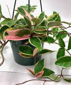 a potted plant with pink and green leaves