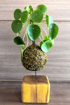 a green plant is growing out of a rock on a wooden stand with some leaves