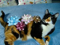 a calico cat laying on top of a bed with bows in it's hair