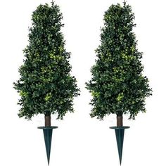 two tall trees with green leaves on them are in the shape of cone shaped cones