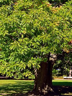 a large tree in the middle of a park with grass and trees around it on a sunny day