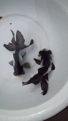 two black and white fish in a white bowl