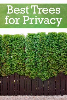 the words best trees for privacy are in front of a hedge