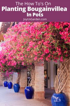 blue vases with pink flowers in them and text overlay that reads the how to's on planting bougainvilleia in pots