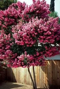 a tree with pink flowers in front of a wooden fence