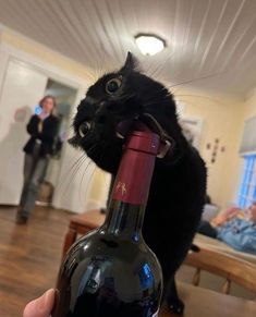 a black cat sitting on top of a bottle of wine in someone's hand