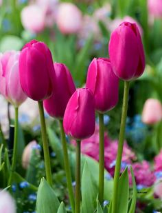 several pink tulips are in the middle of a garden filled with blue and pink flowers