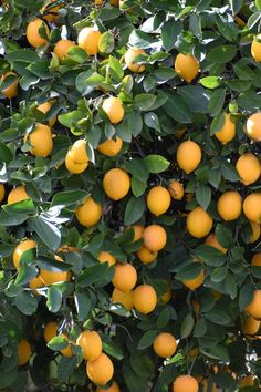 many oranges are growing on the tree