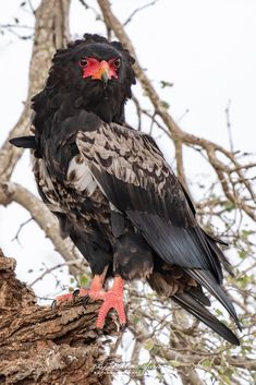 a large black bird perched on top of a tree branch