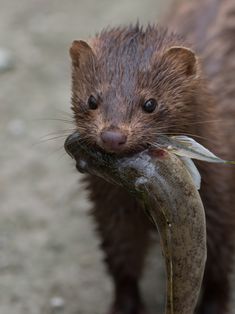 an animal with a fish in it's mouth standing on the ground and looking at the camera