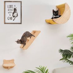 two cats are sitting on wooden shelves in the living room and one cat is looking at something