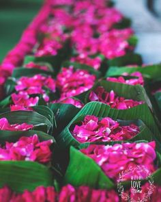 pink flowers are lined up in rows on the ground