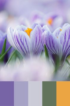 purple and yellow tulips are in the foreground with other flowers behind them