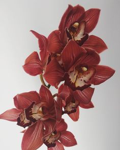 red orchids are in a vase on a table top, with white walls behind them