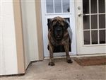 a dog standing in front of a white door