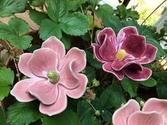 two pink flowers with green leaves in the foreground and one purple flower on the right