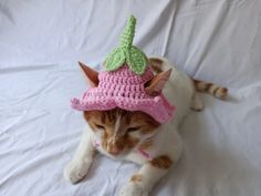 a cat wearing a pink crocheted hat on top of it's head