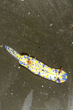 a blue and yellow object floating on top of water