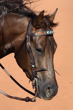 a close up of a horse wearing a bridle