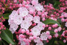 pink and white flowers are blooming on the bushy planter's leaves