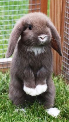 a small rabbit sitting in the grass next to a fence