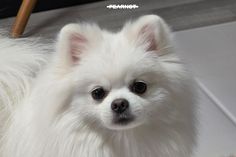 a small white dog standing on top of a floor