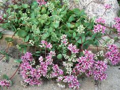 small pink and white flowers growing out of the ground