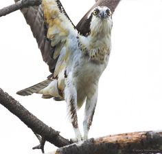 a bird that is standing on a branch with its wings spread out and it's talon extended