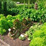 a garden with lots of green plants and trees in the background, including lettuce