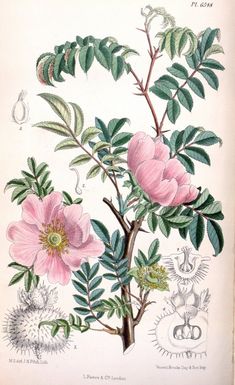 an illustration of pink flowers and green leaves on a branch with other plants in the background