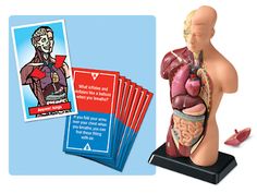 the human body is shown with cards and instructions