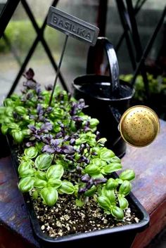 there is a potted plant with purple flowers in it