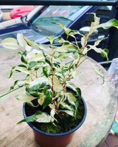 a potted plant sitting on top of a wooden table