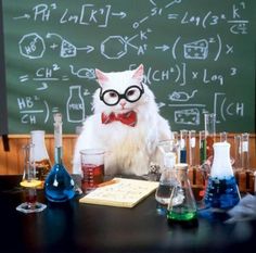 a white cat wearing glasses and bow tie sitting at a table with beakles in front of a blackboard