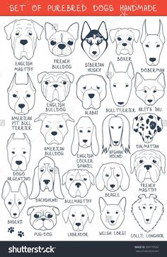 an illustrated guide to the different breeds of dogs