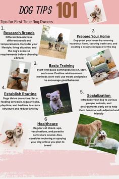 the top ten things to do for your dog's first time owner info sheet