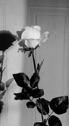 a black and white photo of a rose in a vase