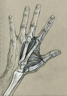 a drawing of a hand with bones and muscles on it's palm is shown