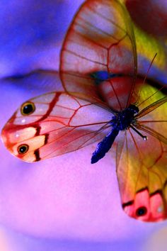 two colorful butterflies sitting on top of each other