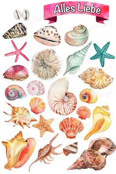 watercolor sea shells and starfishs are featured in this poster for the beach house