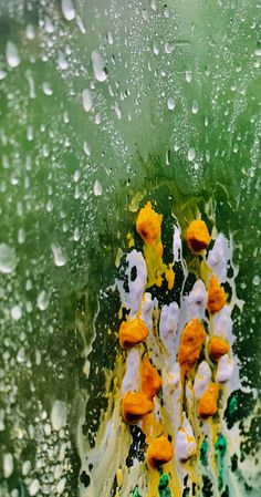 some yellow and white flowers are in the water on a green surface with raindrops